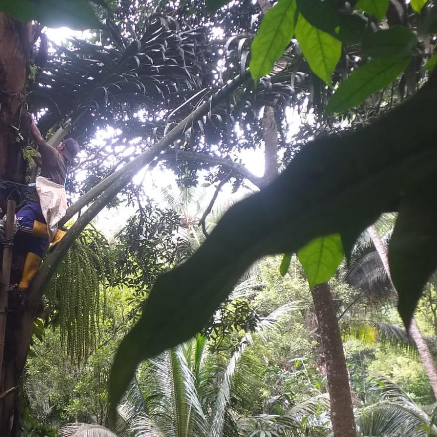 Petani Penyadap Aren di Gunung Kukusan Hargorejo